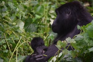 Gorilla Trekking in Uganda - Mom and Baby 
