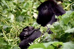 Gorilla Trekking in Uganda - Mom and baby 