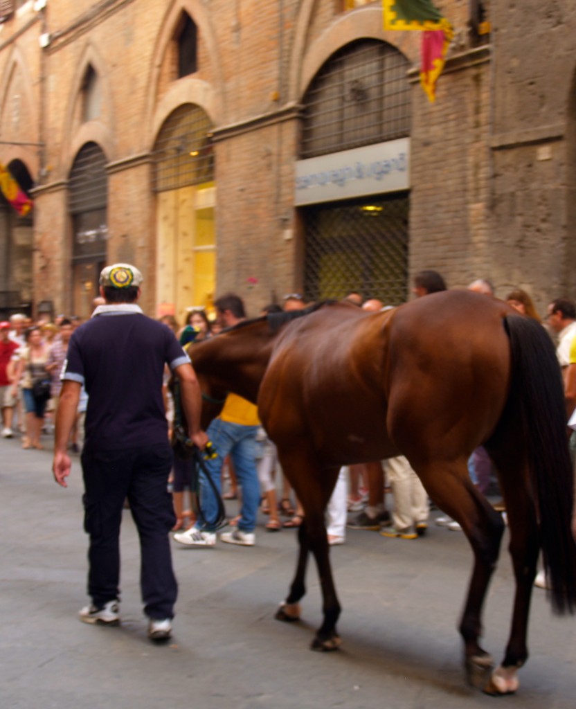 Palio Horse in Siena