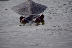 Sabi Sabi Hippo