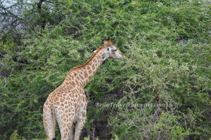 Sabi Sabi Giraffe