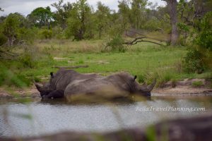 Walking Safari Rhinos