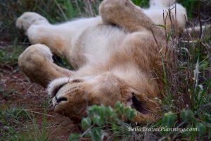 Sabi Sabi Sleeping Lioness