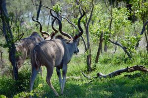 Impalas