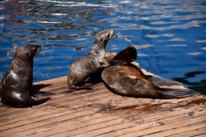 Cape Town Seals
