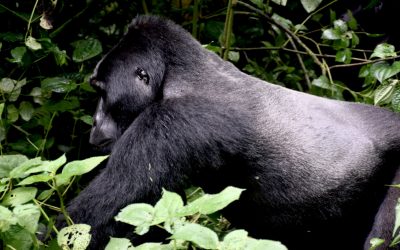 Tracking Gorillas Down the Mountain in Uganda