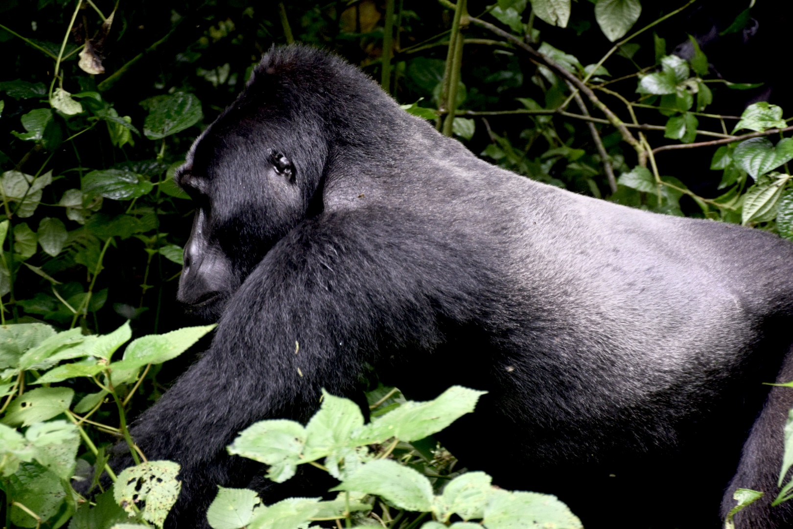 Gorilla Trekking in Uganda Silverback Gorilla